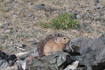 Obraz premium prairie dog eating