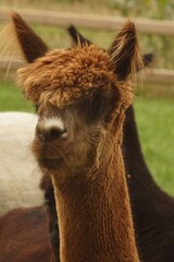 Obraz premium Close-up Portrait of a Brown Alpaca