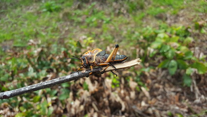 Saltamontes en rama
