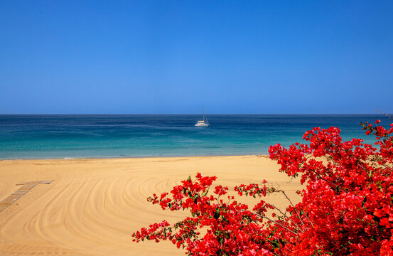 Blick auch den Strand an roten Bl&uuml;ten vorbei auf Morro Jable in Fuerteventura.Menschleer. Eine einsame Jacht treibt auf dem blaue Wasser.