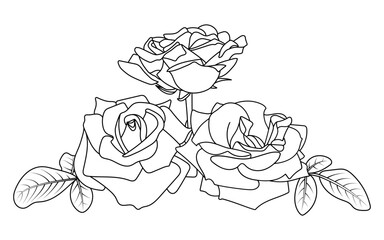 Floral composition. Three wide opened roses with leaves. Horizontal botanical illustration. Black contour isolated on a white background. Suitable for coloring book pages, print, digital or web design