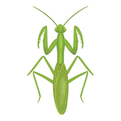 Mantis insect. Realistic mantis  on white background. Top view. Vector.