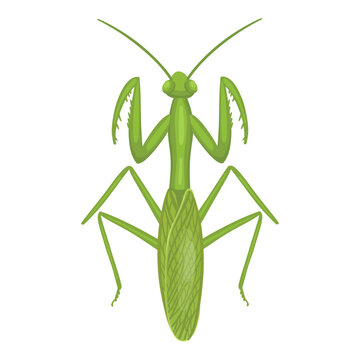 green praying mantis insect top view clip art preview