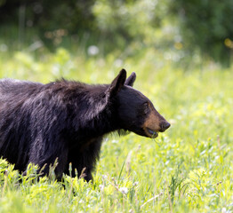 Black Bear Eating Flowers