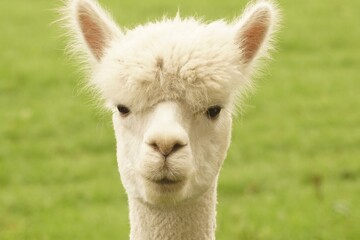 Close-Up Portrait of a Fluffy Alpaca