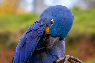 Hyacinth Macaw