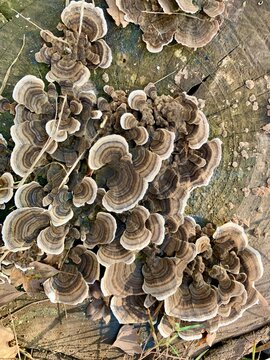 Schmetterlingstramete - Trametes versicolor, auf einem Baumstamm
