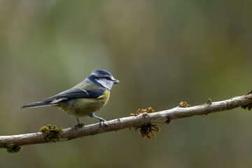 Bird (Blue tit) perched on a branch with a blurred background. Closeup detail photo