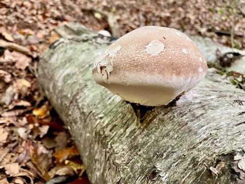 Ein Birkenporling - Piptoporus betulinus