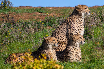 Three cheetahs looking at the horizon