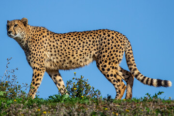 A cheetah walks while looking at the horizon