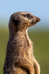 A meerkat looks at the horizon