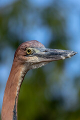 Goliath heron - Ardea goliath