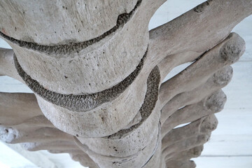 Big grey skeleton of big blue whale. Whale spine. Real whale bones. Balaenoptera