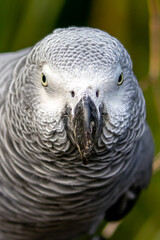 Grey parrot - Psittacus erithacus