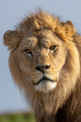Barbary lion