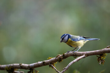 Bird (Blue tit) perched on a branch with a blurred background. Closeup detail photo