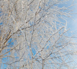 A tree with a lot of snow on it is in front of a blue sky