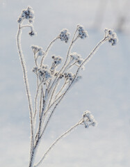 A frosty flower with a few leaves still attached