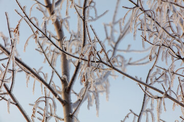 A tree with a lot of snow on it is in front of a blue sky