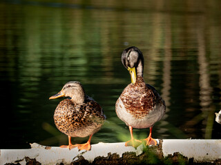 a pair of ducks standing on a branch