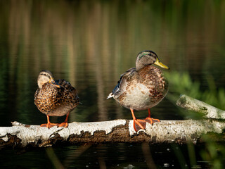 two ducks on a branch