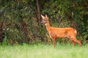 Fototapeta premium Roe deer in a clearing
