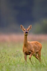Roe deer in a clearing in the wild © Janusz