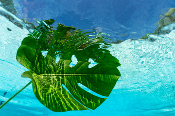 Large green leaf underwater 