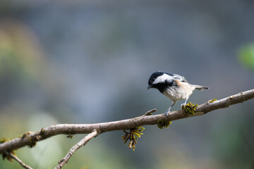 Bird (Coal tit) perched on a branch with a blurred background.