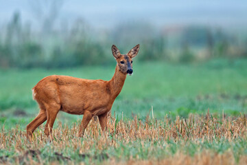 Roe deer in a clearing