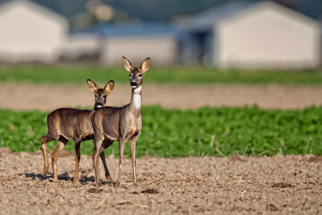 Roe deers in a clearing © Janusz