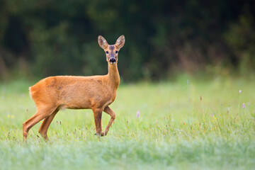 Roe deer in a clearing in the wild