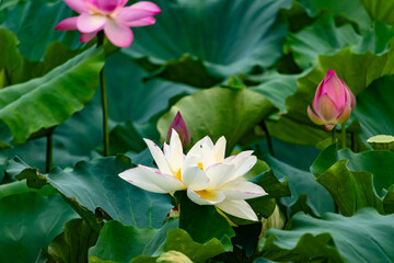 This is the beautiful flower of the Indian Lotus plant. The beautiful white petals stretching out to catch the sun. The bright yellow center sticking standing out. Bright green leaves are all around.