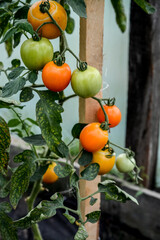 Red tomatoes in the garden
