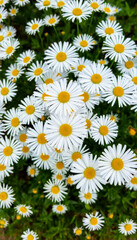 Obraz premium Growing in a field White daisies in thick green grass among lush greenery. Wild flowers.