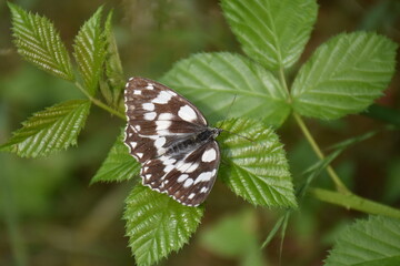 Melanargia galathea - Schachbrettfalter