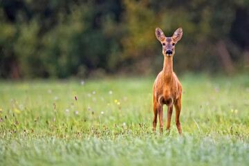 roe deer in the forest