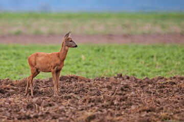 Roe deer in a clearing in the wild