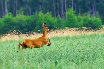Roe deer in the run