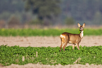 Roe deer in a clearing
