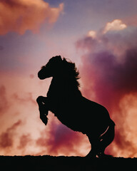 Little circus Shetland pony rearing against a moody sky