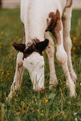Grazing foal with long legs