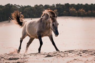 Konik horse galloping in the dunes, playfully