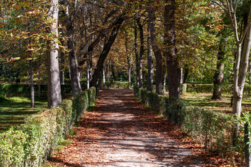 Obraz premium autumn