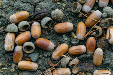 Acorns on the ground in the forest, autumn background