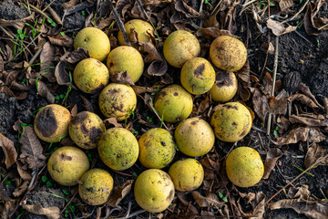 Black walnuts lying on the ground