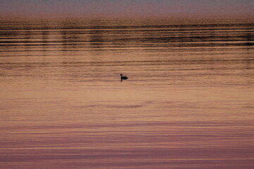 Graves Island, Nova Scotia, November 7 2024