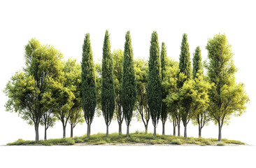Fototapeta premium Verdant Tree Cluster