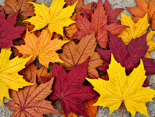 Tappeto di Foglie in Giallo e Rosso